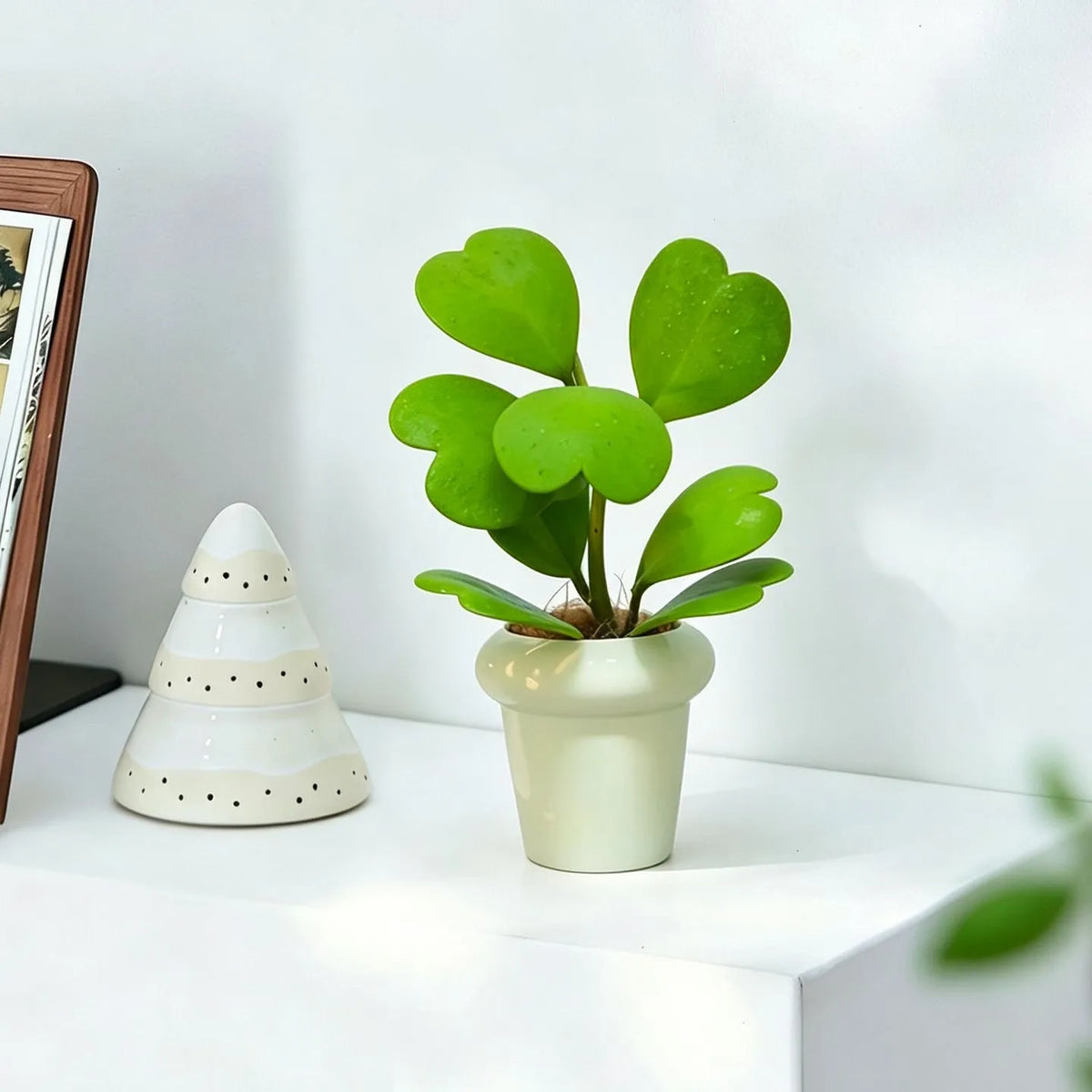 Hoya Kerrii Sweetheart Plant, Heart-Shaped Succulent, Low-Maintenance Indoor Houseplant for Home & Office Decor