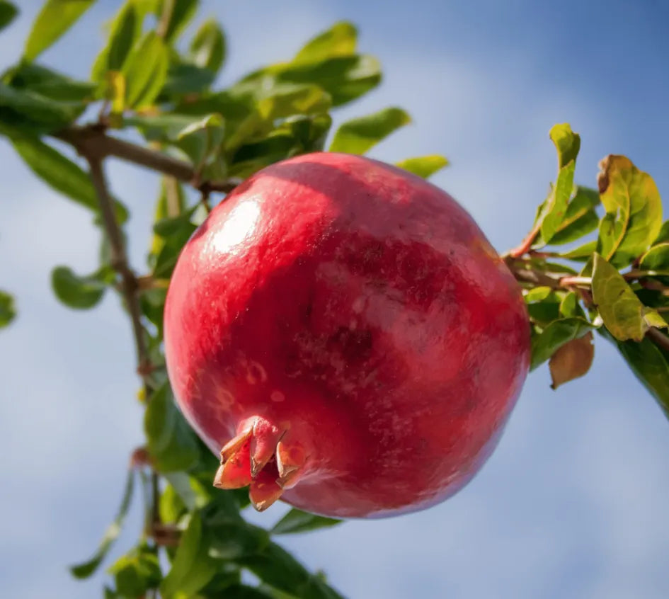 Pomegranate seeds