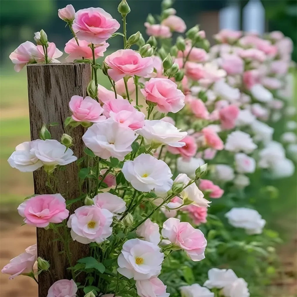 Eustoma Lisianthus Flower Seeds For Garden Blooms