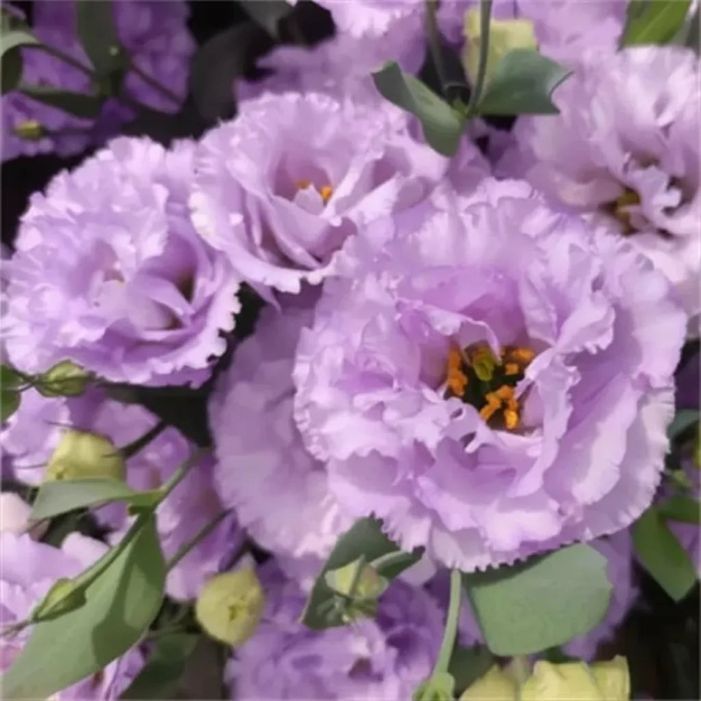 Eustoma Lisianthus Flower Seeds For Garden Blooms