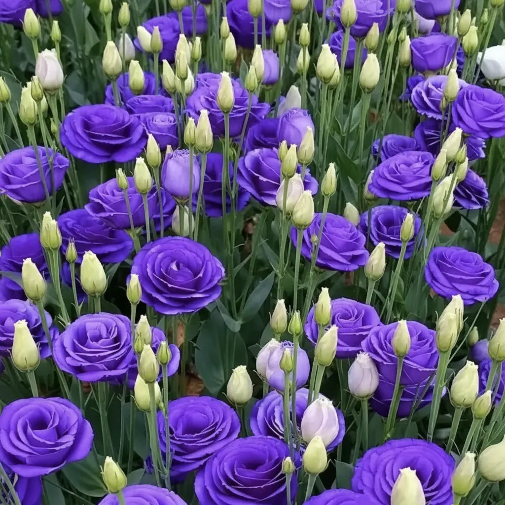 Eustoma Lisianthus Flower Seeds For Garden Blooms
