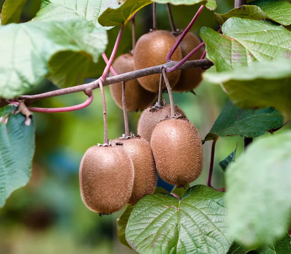 Actinidia chinensis - Wild Kiwi Seeds