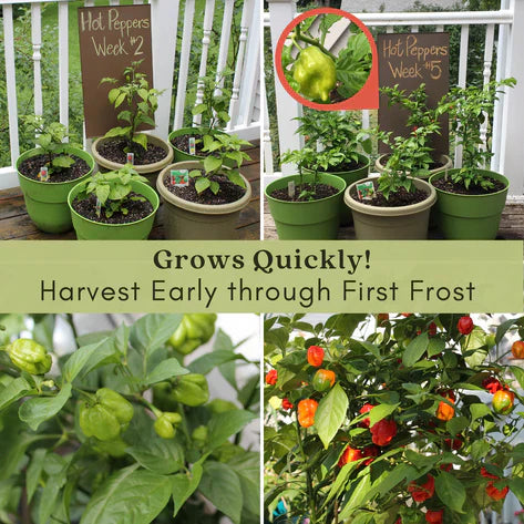 Ghost Bhut Jolokia Pepper | Live Plants | Non-GMO, High Yield,