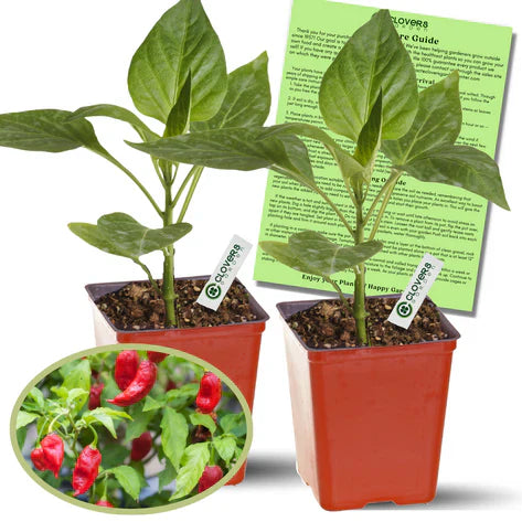 Ghost Bhut Jolokia Pepper | Live Plants | Non-GMO, High Yield,