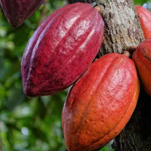 Forastero Cacao Tree (Theobroma cacao) – Live Tropical Cacao Plant
