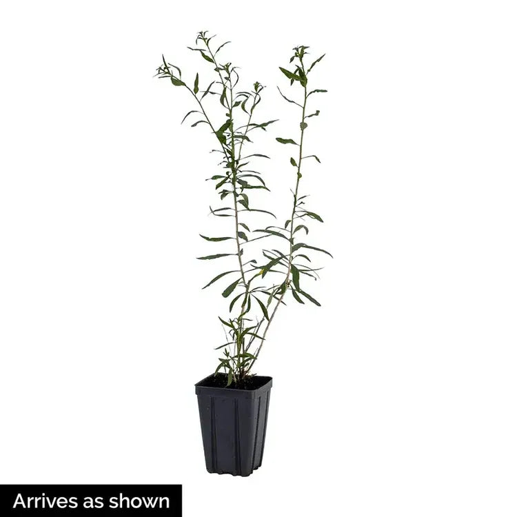 Goji Berry Plant seedlings