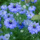 Nigella Sativa