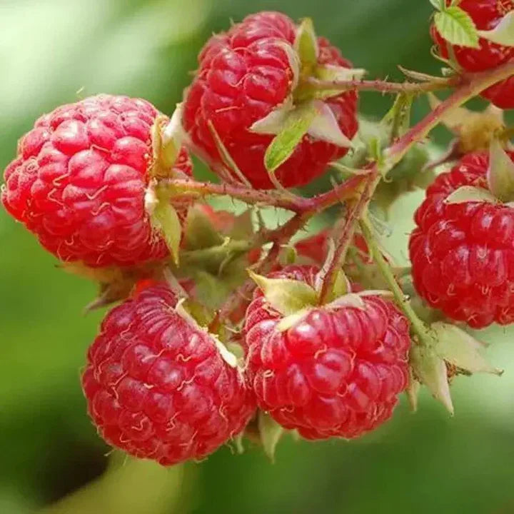 Heritage Everbearing Raspberry Seeds