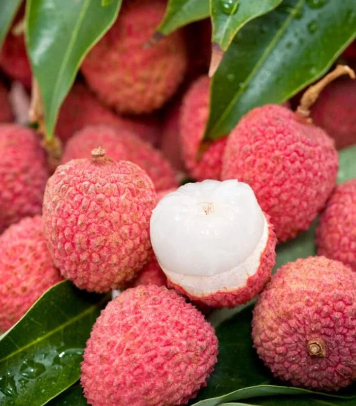 "Sweetheart" Lychee Tree – Potted Sapling of a Tall, Fruit-Bearing Variety