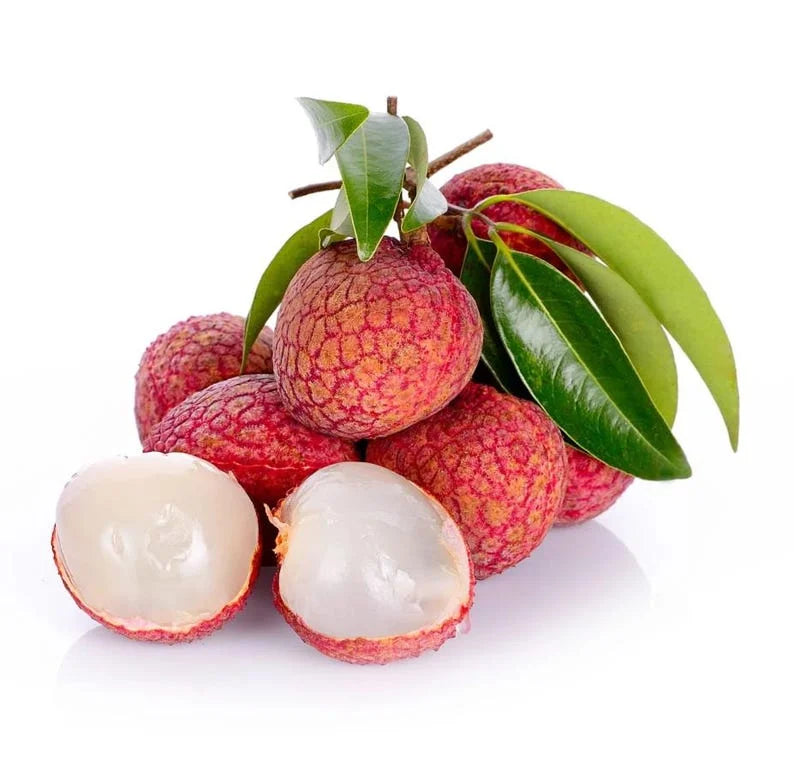 "Sweetheart" Lychee Tree – Potted Sapling of a Tall, Fruit-Bearing Variety