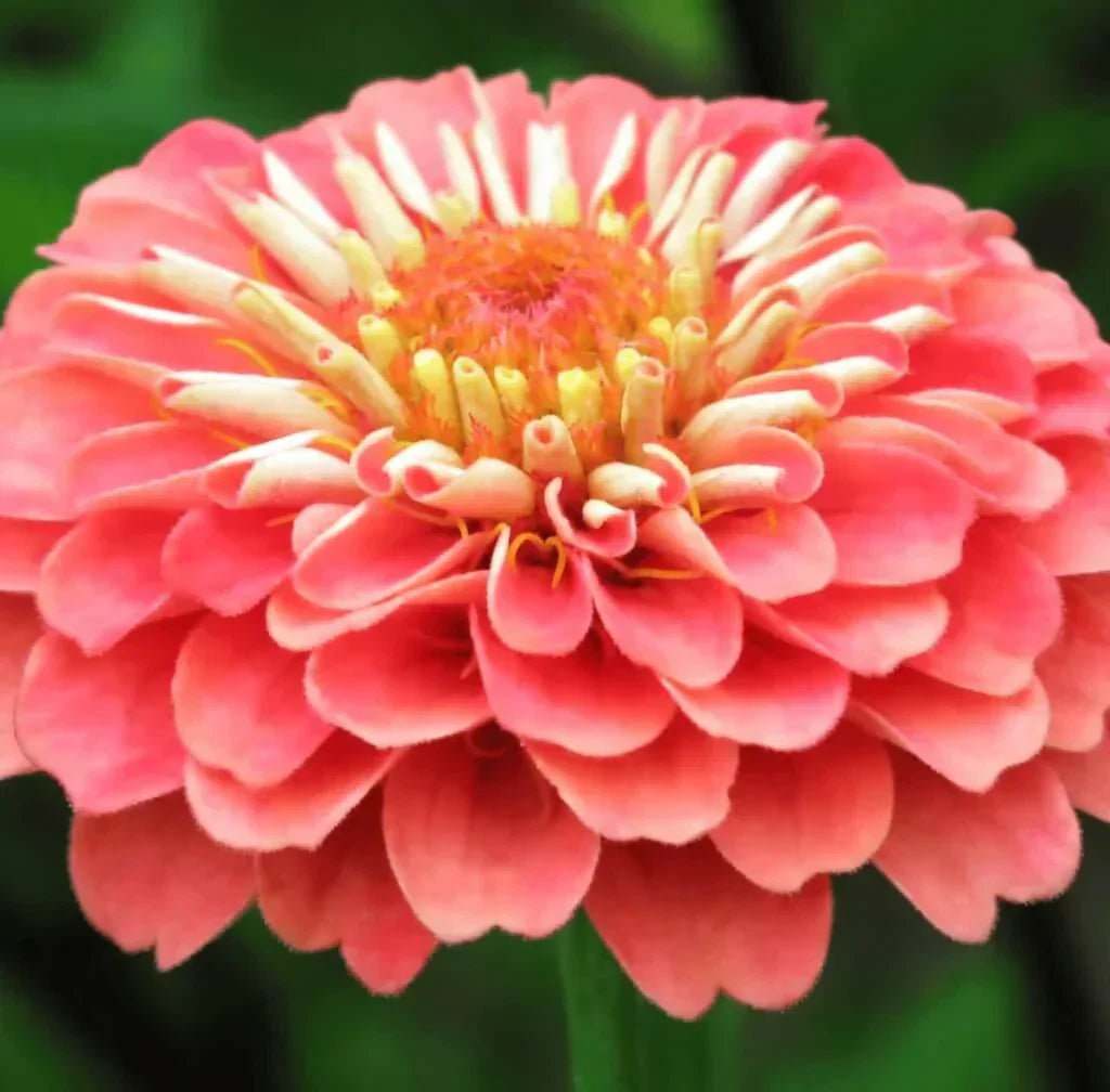 Coral Zinnia Seeds — 25 Count 🌺