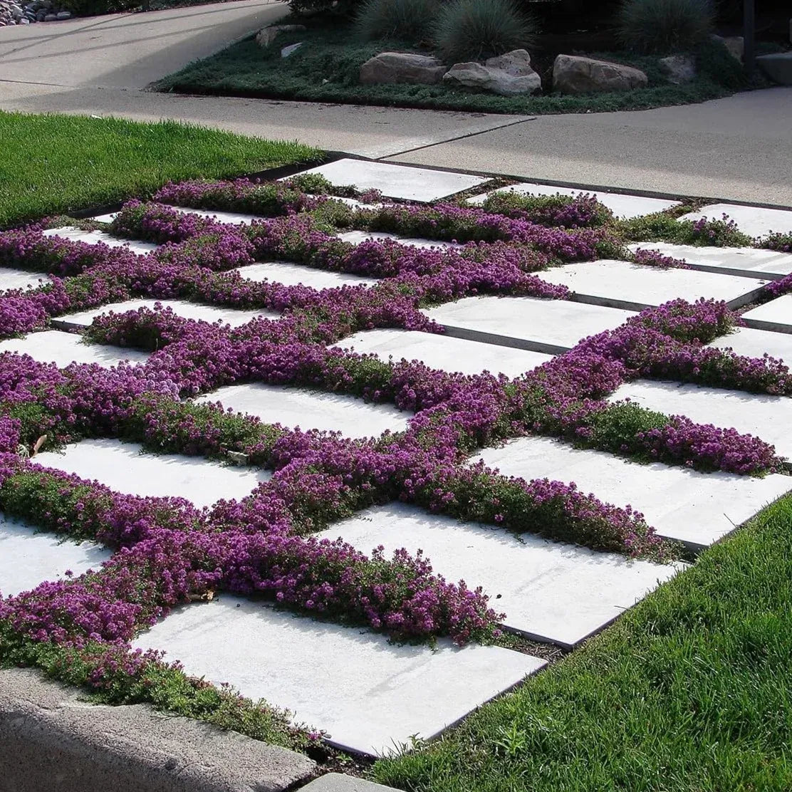 Creeping Thyme Homegrown SeedsEasy to Plant and Grow Non-GMOPerennial Flower Premium Seeds