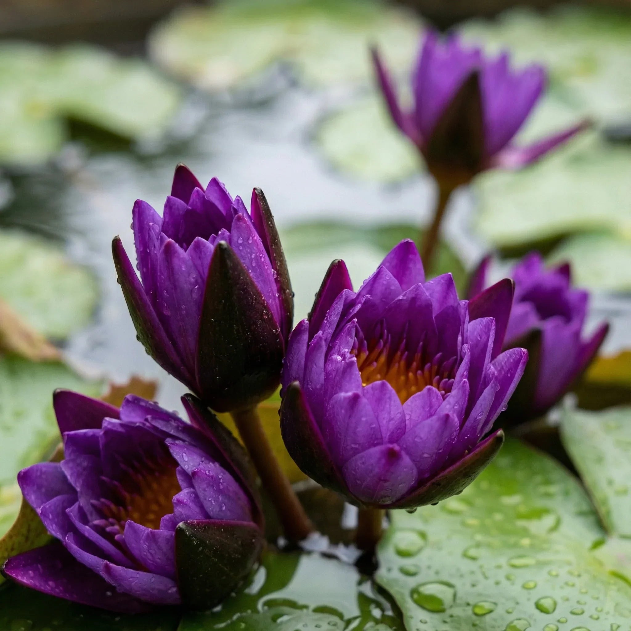 💮 Midnight Purple Lotus Seeds