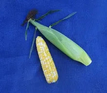 II Sweet Corn (Roundup Ready)