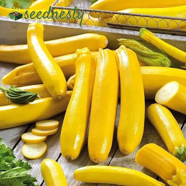 Golden Zucchini Seeds