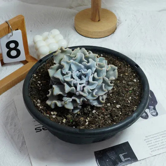 Echeveria Crispate Beauty, Rare Live Succulent Plants