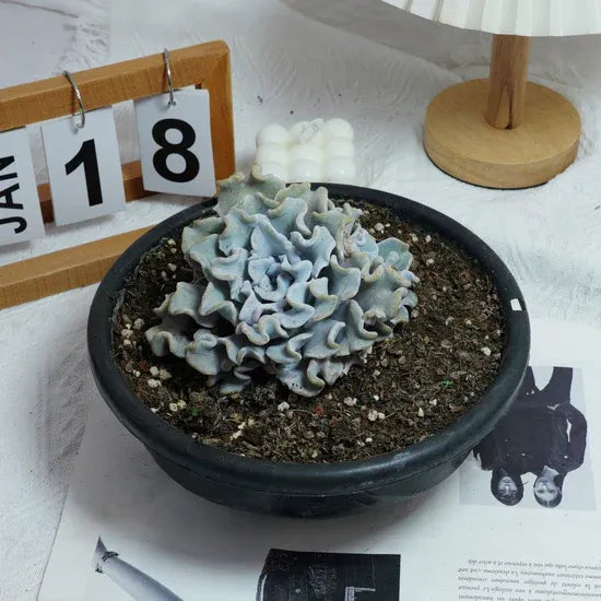 Echeveria Crispate Beauty, Rare Live Succulent Plants