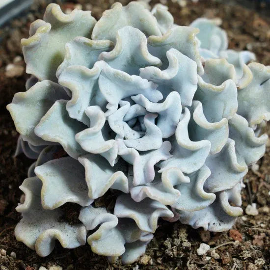 Echeveria Crispate Beauty, Rare Live Succulent Plants
