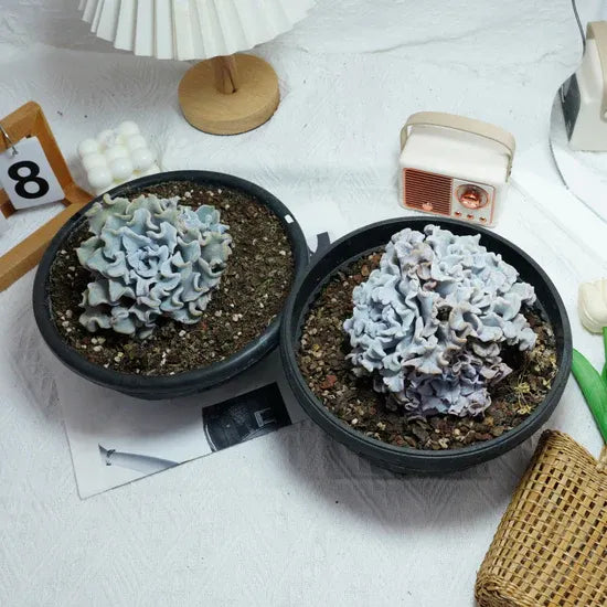 Echeveria Crispate Beauty, Rare Live Succulent Plants