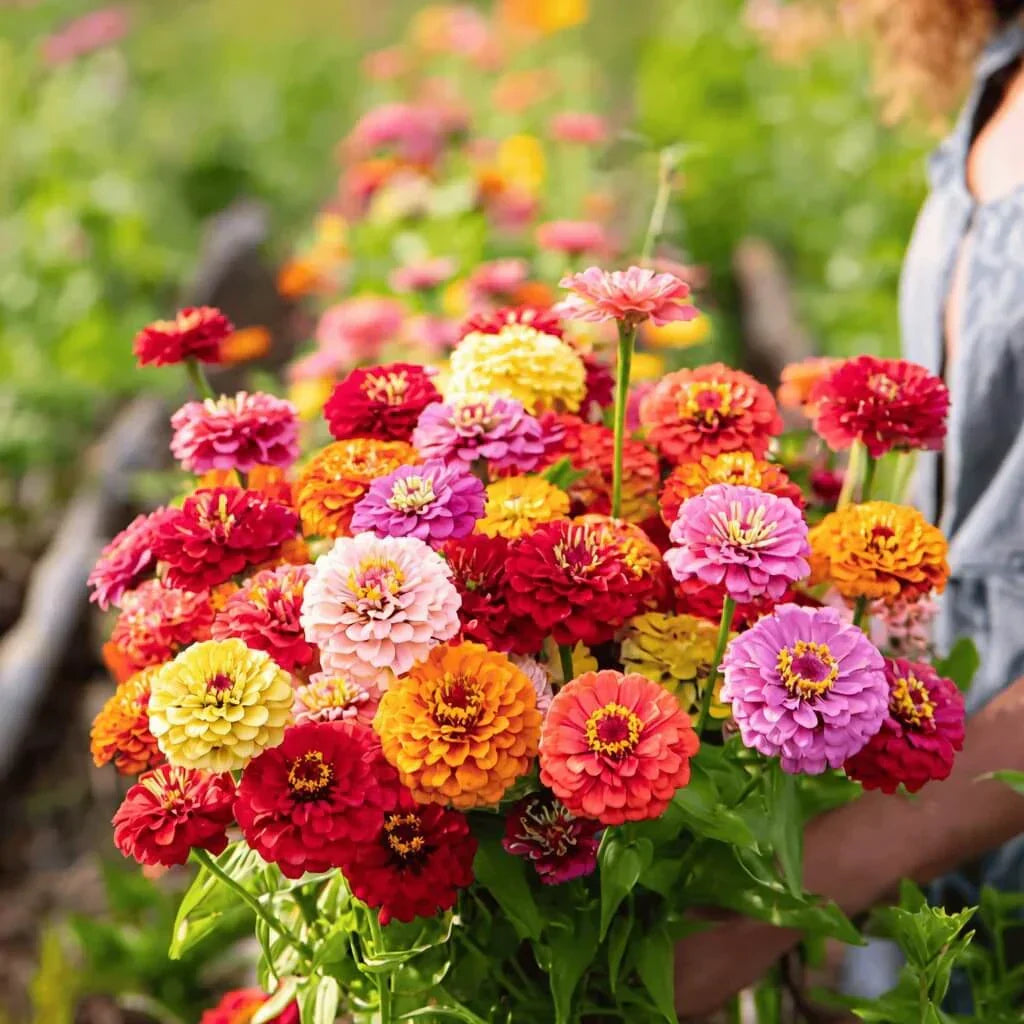 Cut & Come Again Zinnia Seeds — 25 Count 🌼