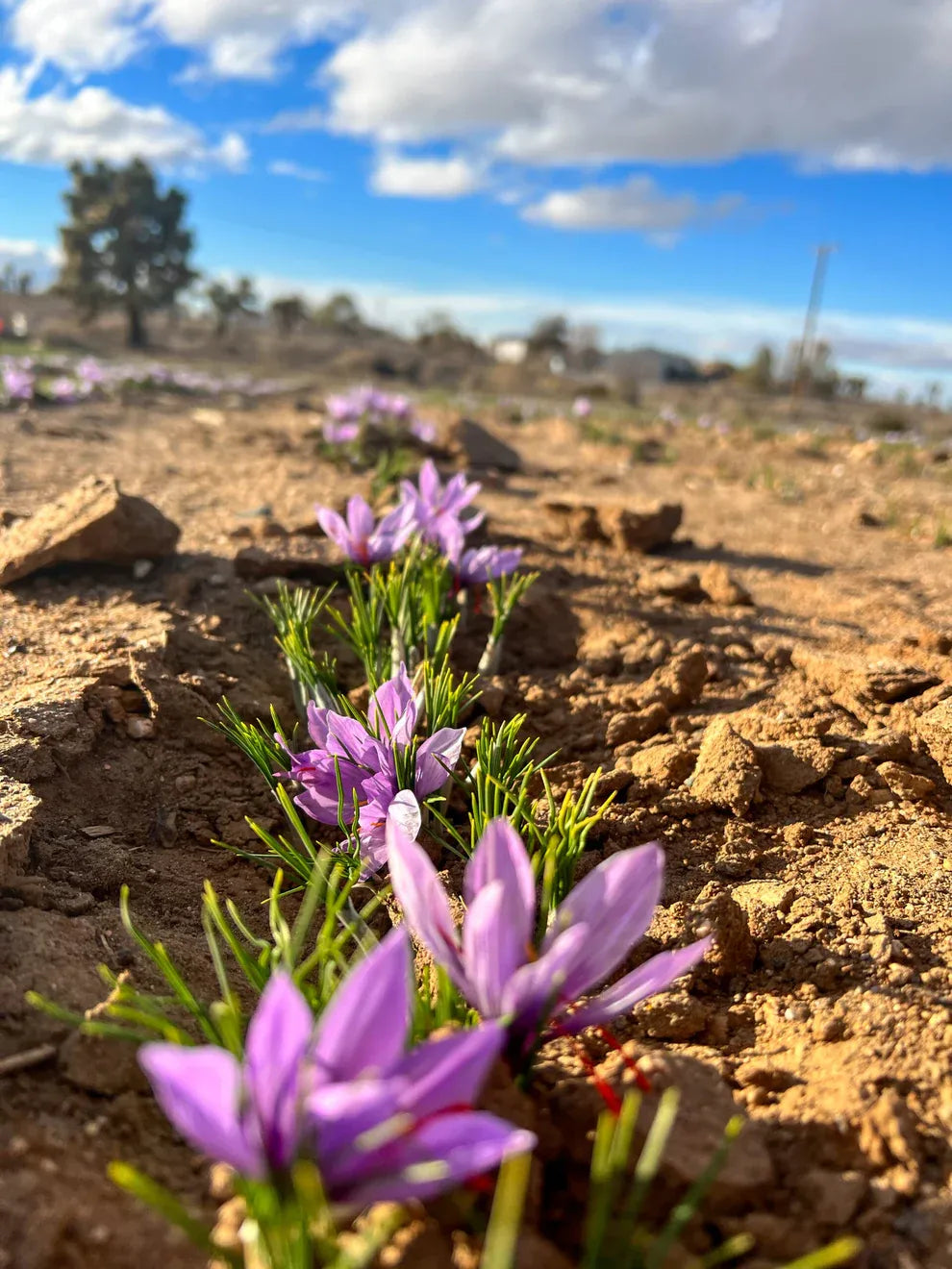 Grow Your Own Saffron at Home Beginner-Friendly