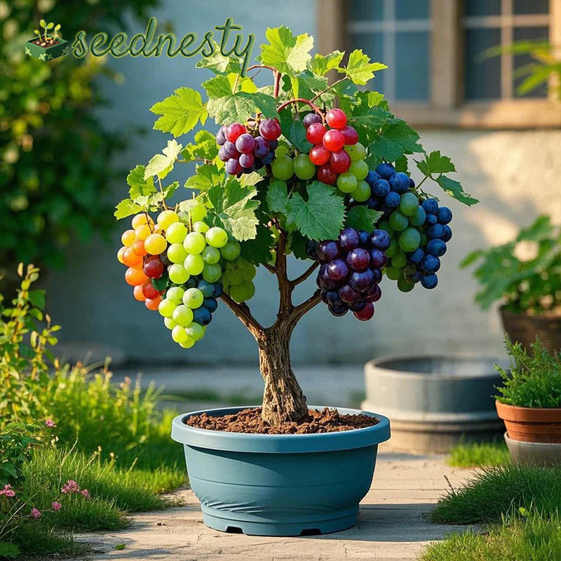 Colorful Potted Grape Tree Seeds