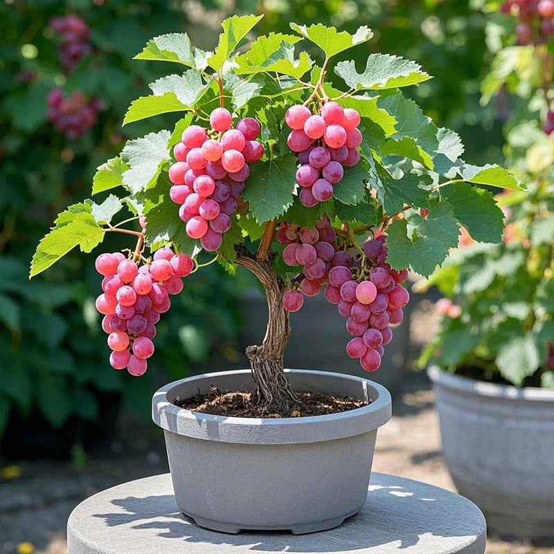 Colorful Potted Grape Tree Seeds