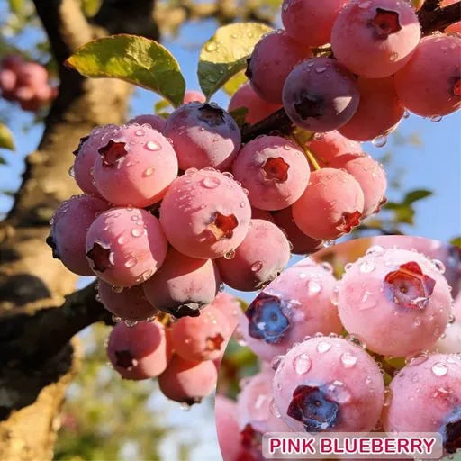 Premium Pink Blueberry SeedsA Uniquely Delightful Taste