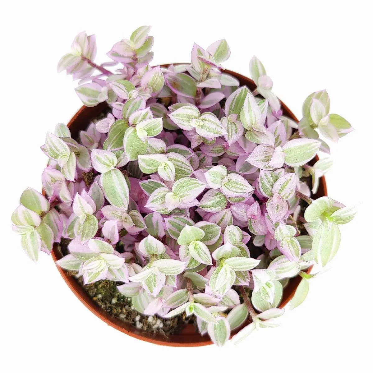 Pink Lady (Turtle Vine) - Pink Panther Plant