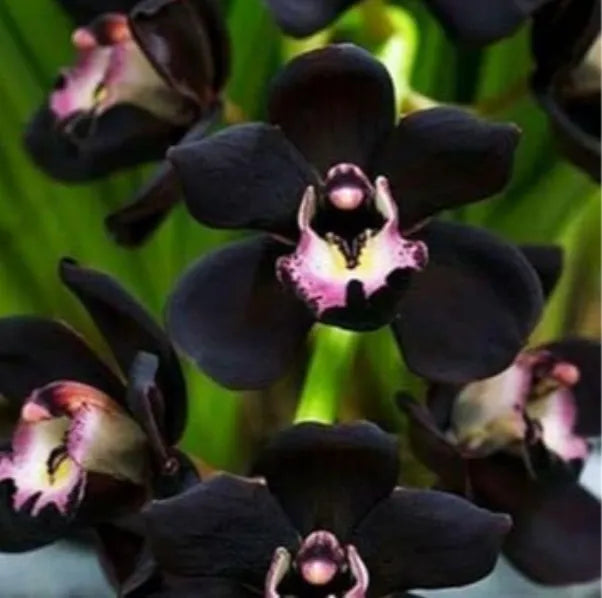 Heirloom Non-GMO Black Orchid Flower Seeds forPlanting - Rare Exotic Garden Blooms with HighGermination