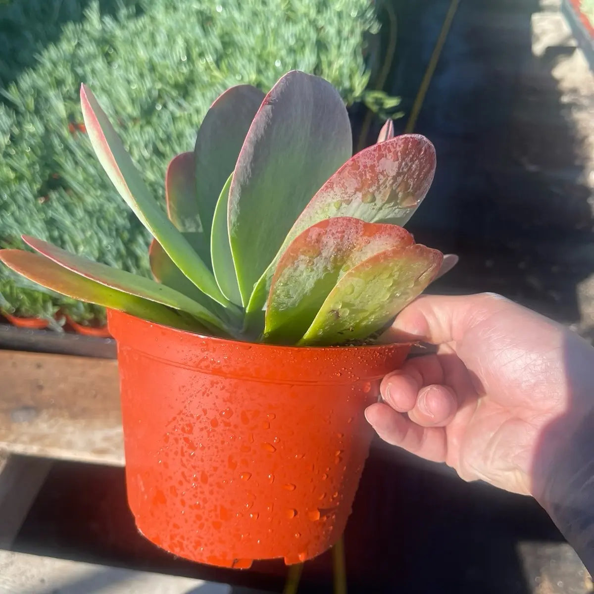 Kalanchoe Paddle Plant – Flapjack Live Succulent Plant for Indoor & Outdoor Décor