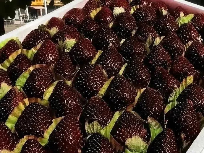 🍓Giant Black Diamond Strawberry – Sweet, delicious, nutritious, and easy to grow at home.