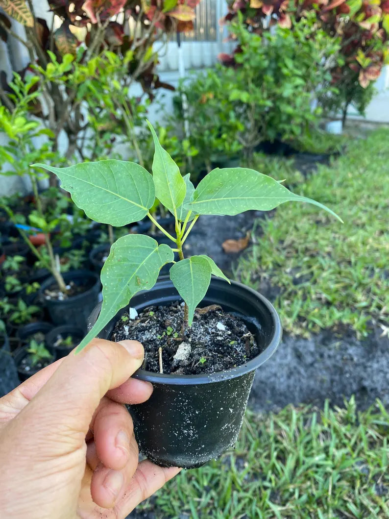 6“ Sacred Bodhi Tree Ficus Religiosa