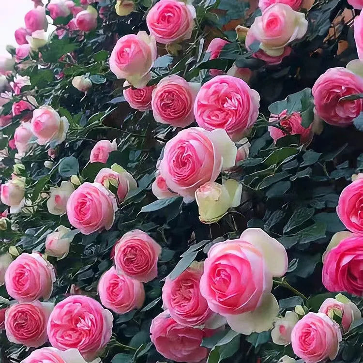 💐Beautiful Climbing Rose Seeds