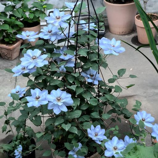 Clematis Seeds- The Queen of Climbing Vines
