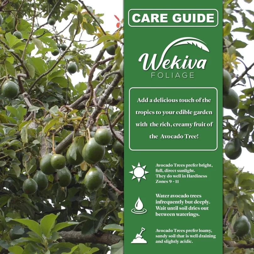 Brogdon Avocado Tree - Grafted - Live Plant in a 3 Gallon Growers Pot - Persea Americana - Beautiful Edible Fruit Bearing Tree for Patio and Garden 1