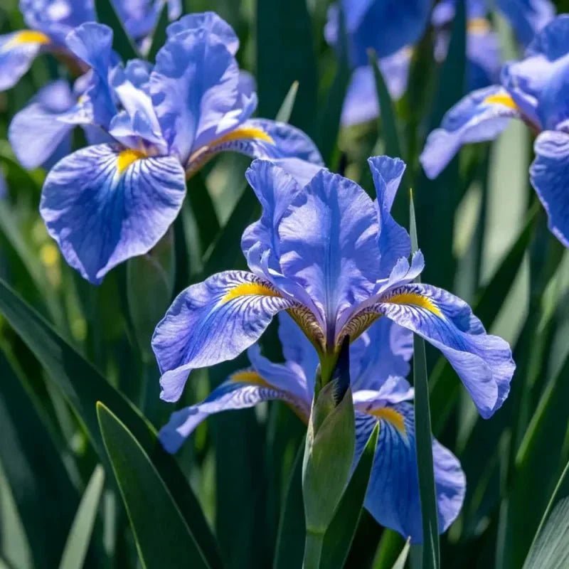 Blue German Iris Seeds