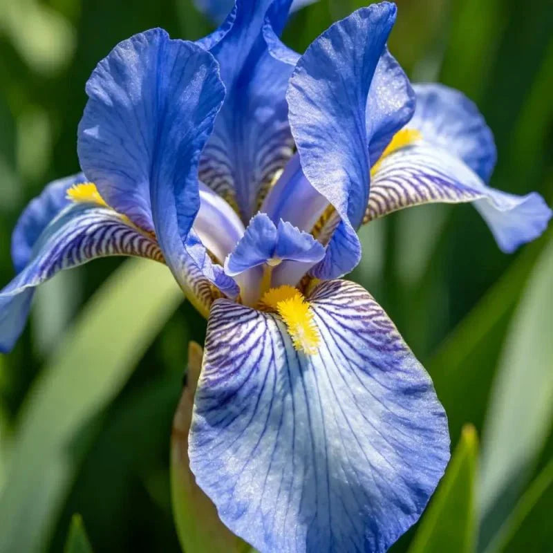 Blue German Iris Seeds