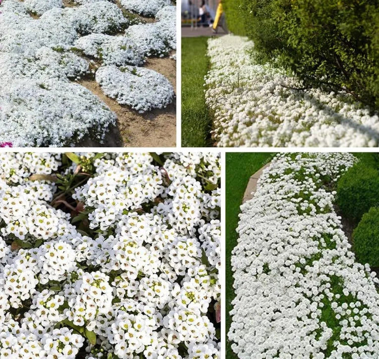 Creeping Thyme Homegrown SeedsEasy to Plant and Grow Non-GMOPerennial Flower Premium Seeds
