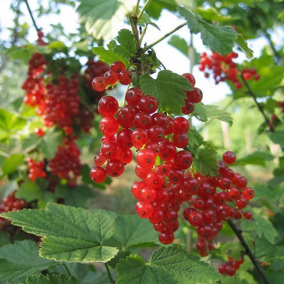 Red Currant Seeds