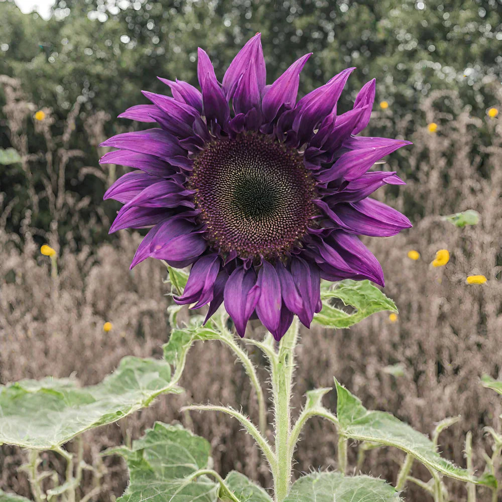 💜Rare purple sunflowers, stunning the entire garden at first glance.