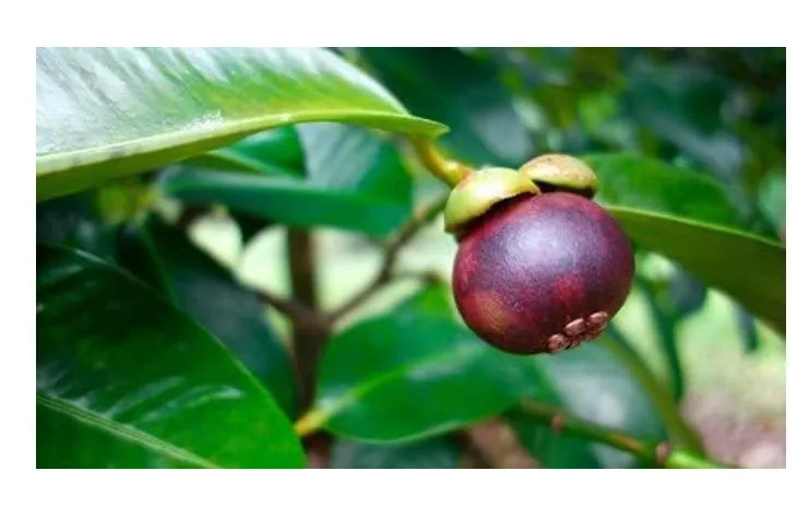 Mangosteen Live Plant Seedling | Tropical Fruit Plant for Home Garden | Purple Mangosteen Sapling