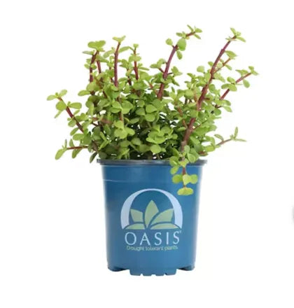 Live Jade Plant Seedlings – Easy-Care Indoor Succulent Plants