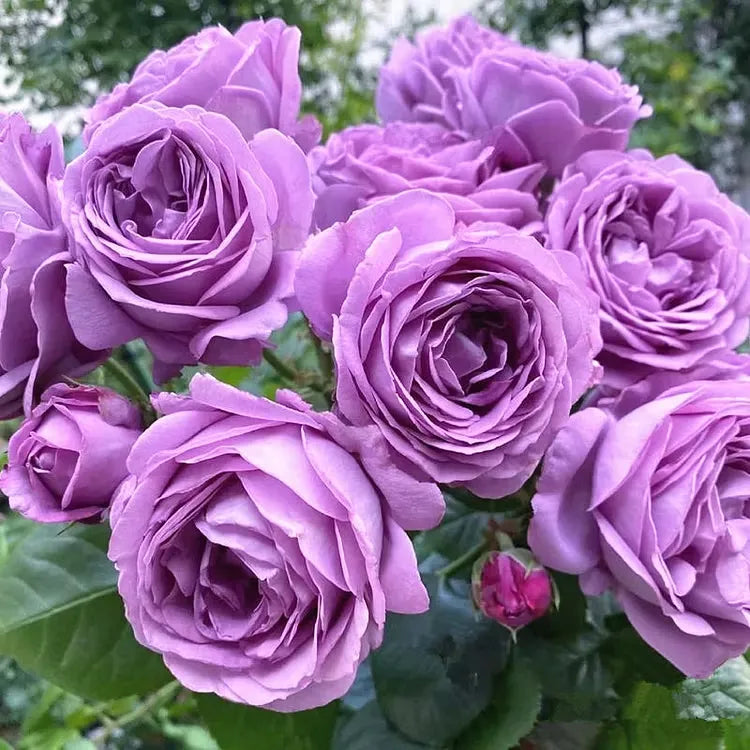 💐Beautiful Climbing Rose Seeds