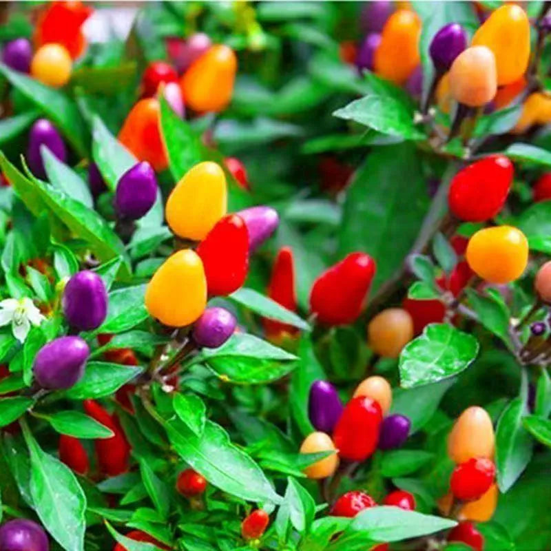 🌶️ Rainbow Chili – Color Changing Beauty for Your Garden!