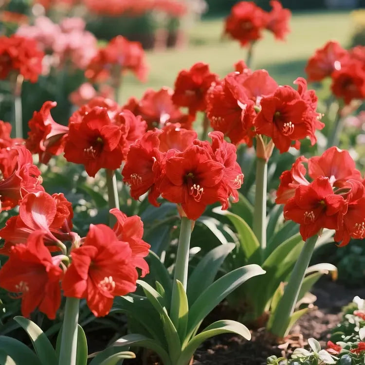 🌺Double Perfume Amaryllis Bulbs—Blooming In 40 Days
