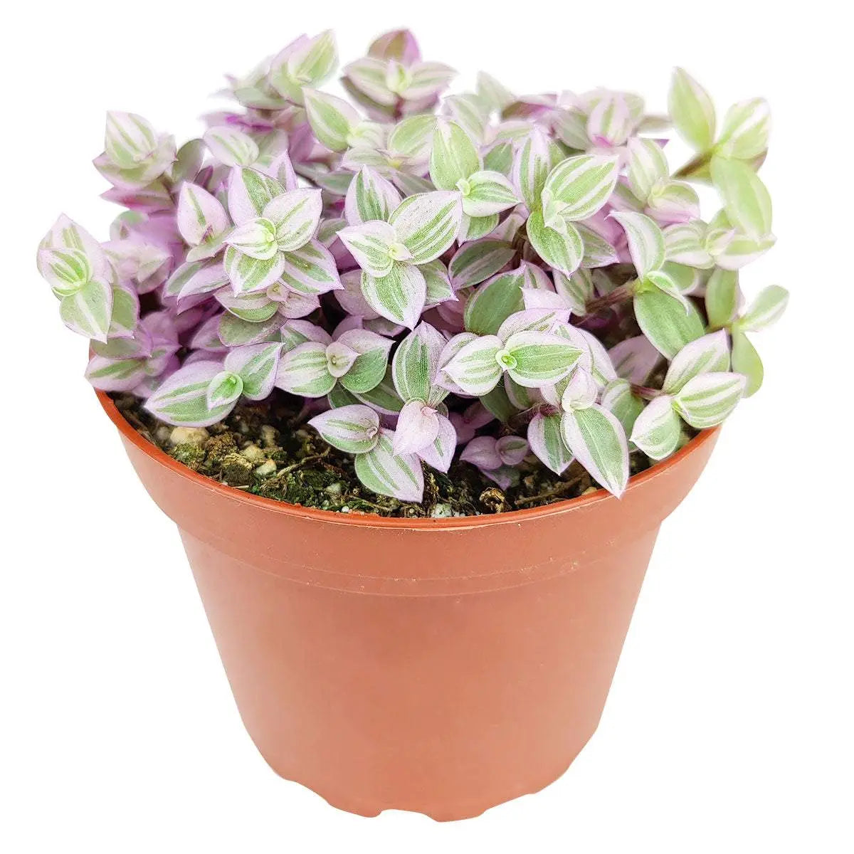 Pink Lady (Turtle Vine) - Pink Panther Plant