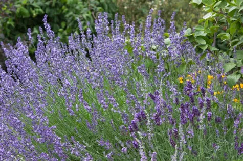 English Lavender