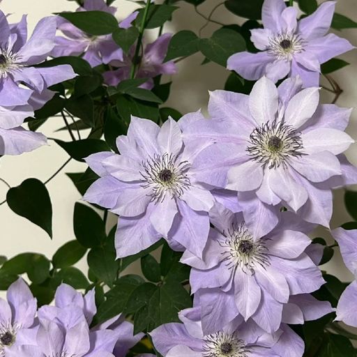 Clematis Seeds- The Queen of Climbing Vines
