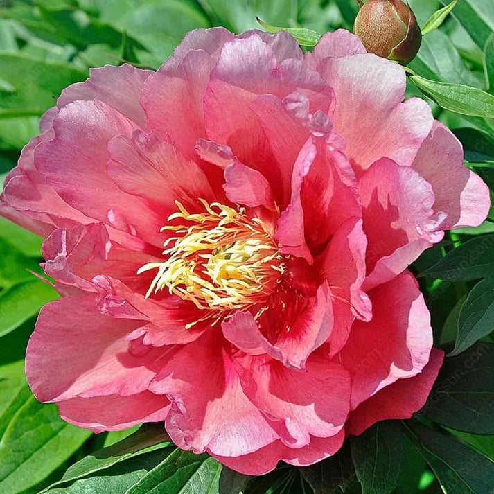🌸 Double Climbing Peony Vine Hardy Perennial Garden Climber for Indoor & Outdoor Beauty